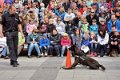 Polizeishow   036